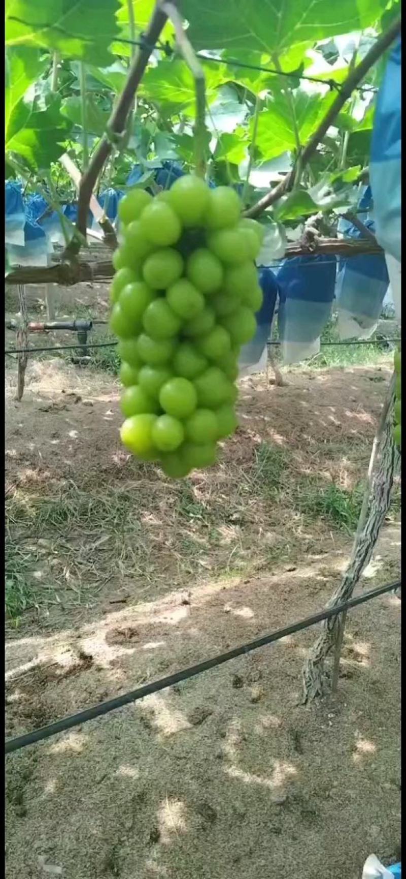 精品阳光玫瑰