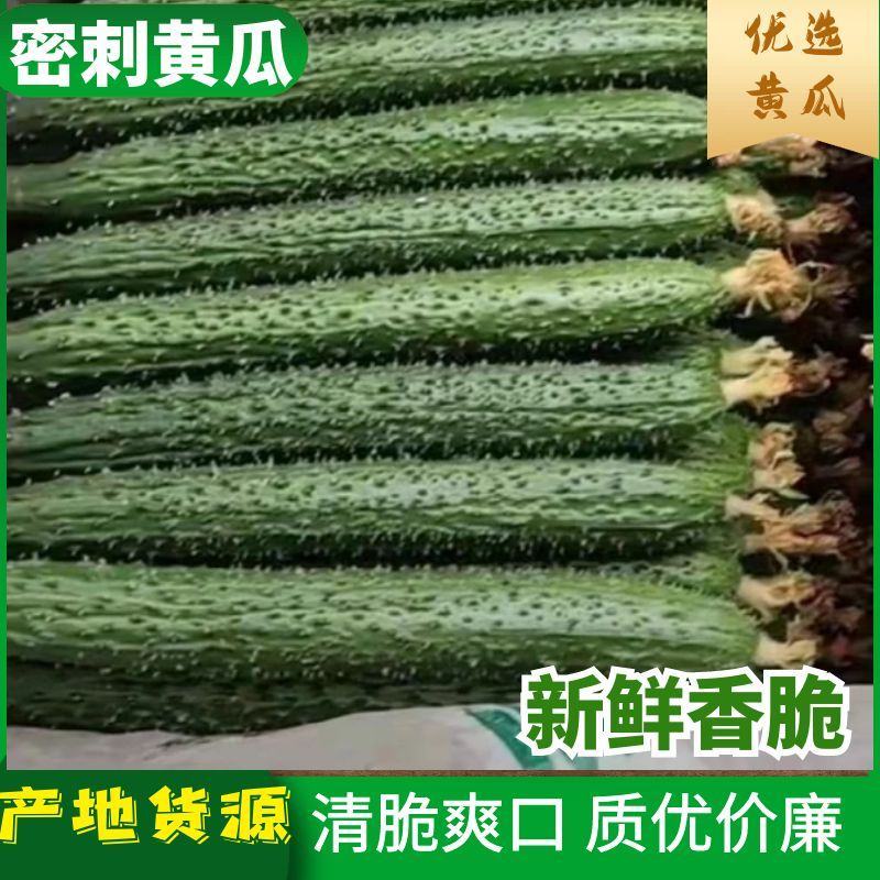 黄瓜密刺黄瓜，亮条，油瓜，基地直供可供超市，电商批发市场