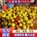 山东冬枣大量上市口感甜脆市场自由大场地收货日走货量十万斤
