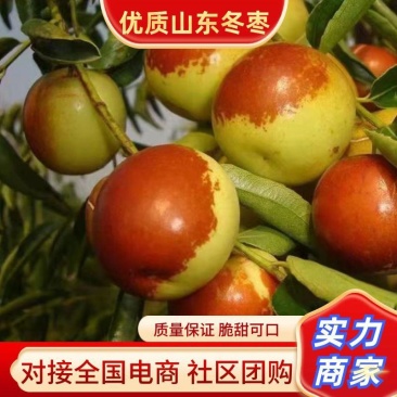 山东冬枣早熟鲜枣诚信实力代办口感脆甜价格便宜地头收百家货