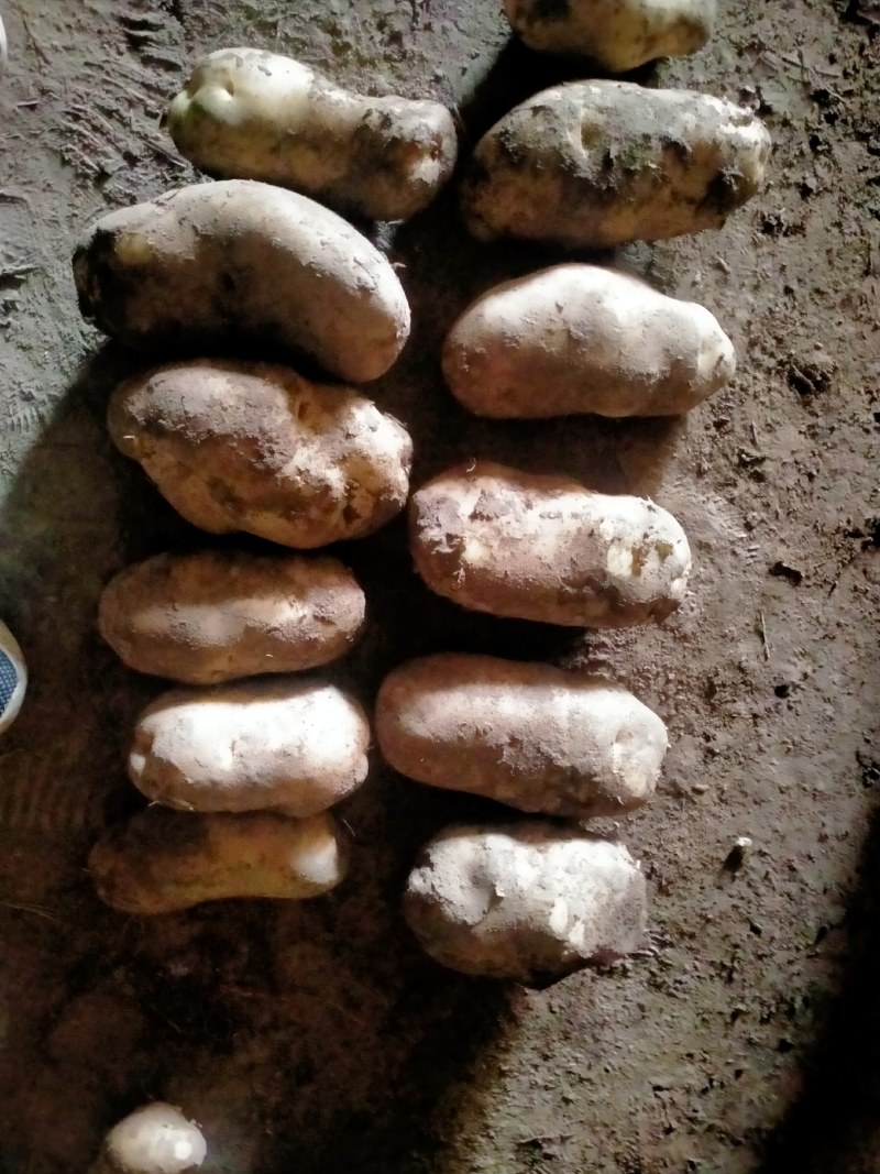 临洮土豆，物美价廉