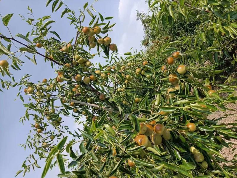 山东冬枣上市了网红爆品电商一件代各大社区团购挣钱利器