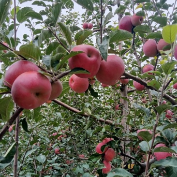 四川凉山盐源县丑苹果现在大量上市，有需要的老板请速度与我