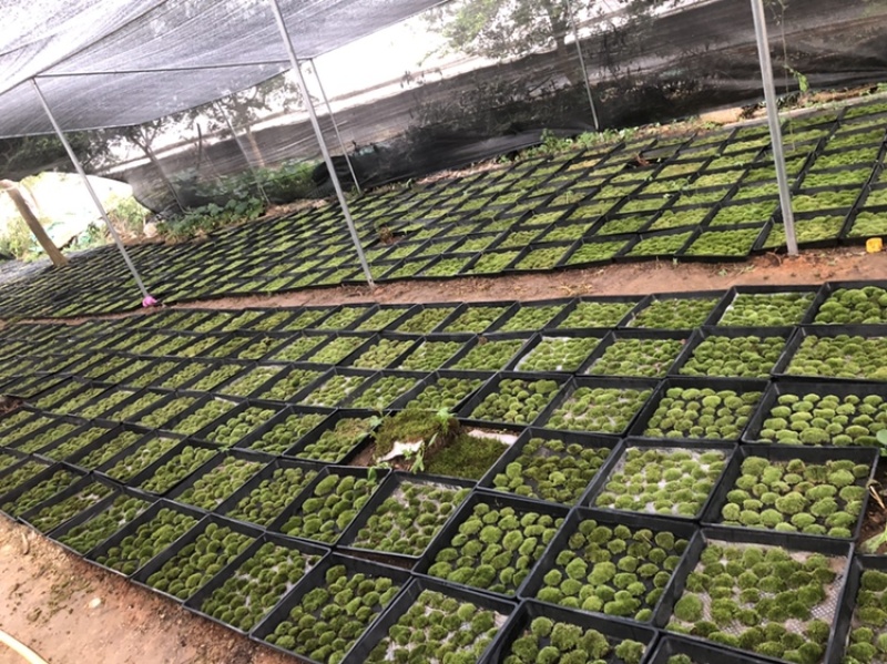 工地苔藓庭院苔藓，长期供应。品质保证造景必备喜欢的老板可