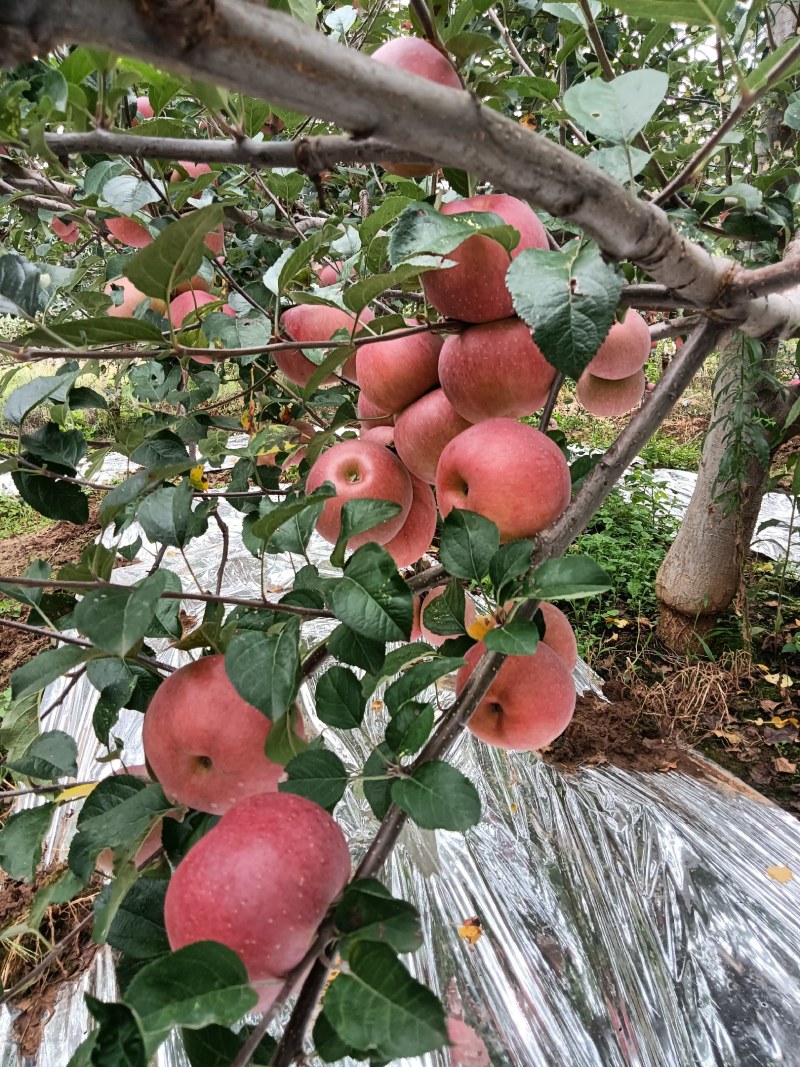 四川凉山盐源县丑苹果现在大量上市，有需要的老板请速度与我