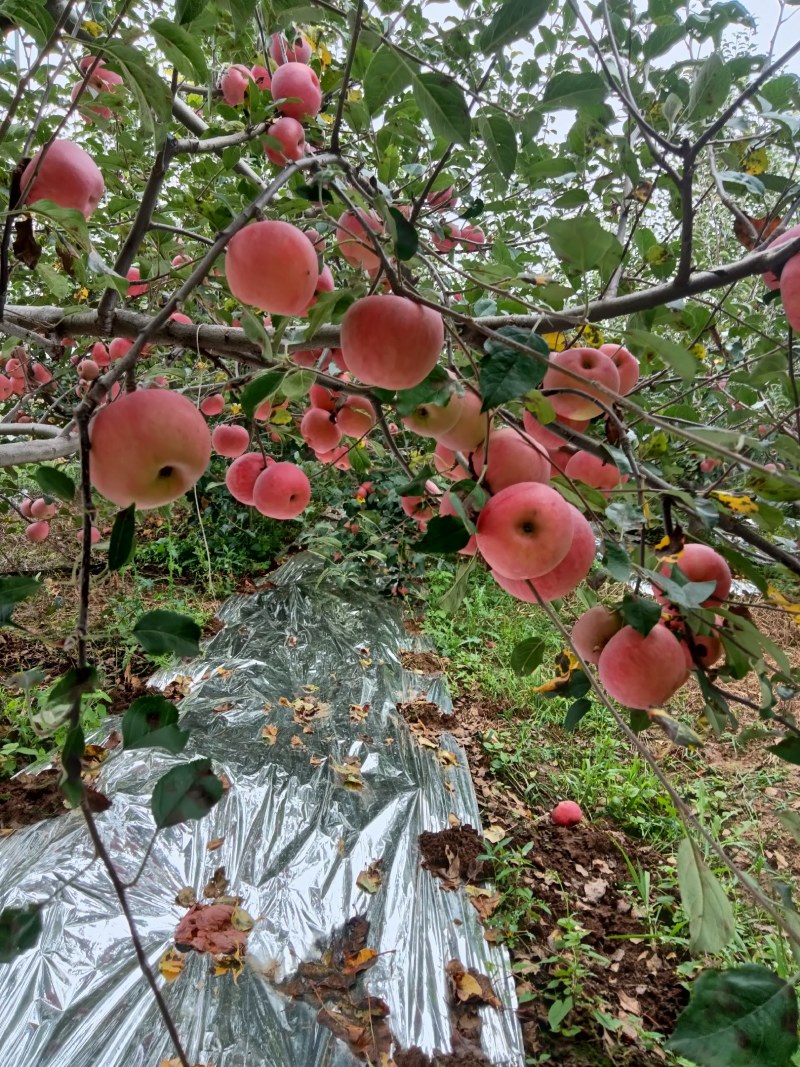 四川凉山盐源县丑苹果现在大量上市，有需要的老板请速度与我