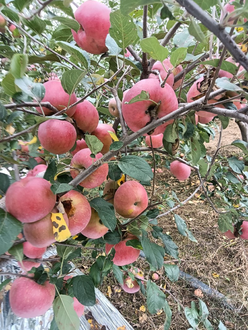 四川凉山盐源县丑苹果现在大量上市，有需要的老板请速度与我
