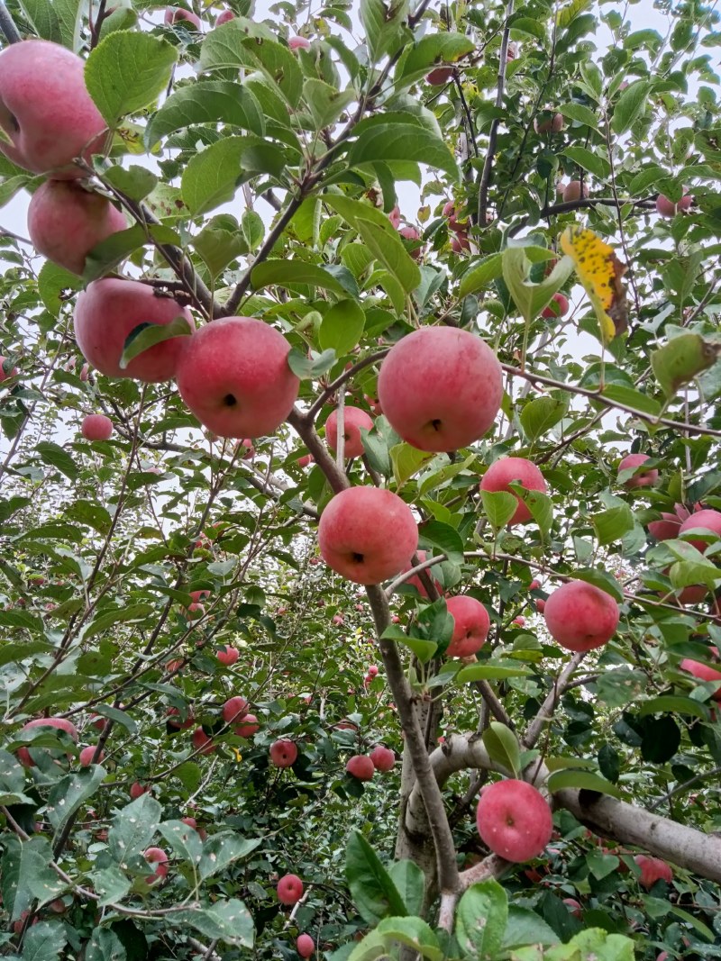 四川凉山盐源县丑苹果现在大量上市，有需要的老板请速度与我