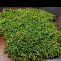 散大灰鲜活苔藓庭院苔藓工地苔藓。可长期供应