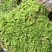 散大灰鲜活苔藓庭院苔藓工地苔藓。可长期供应
