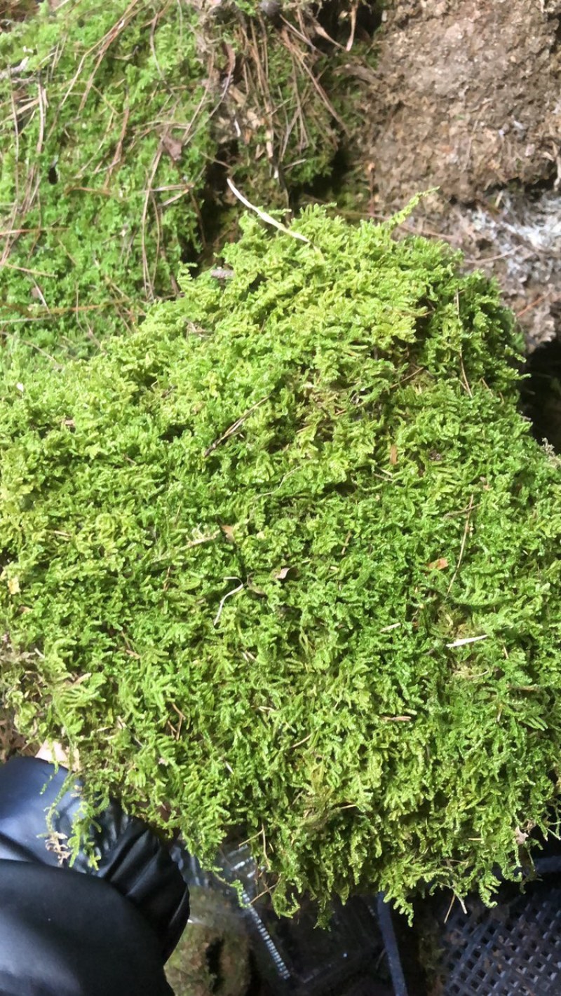 散大灰鲜活苔藓庭院苔藓工地苔藓。可长期供应