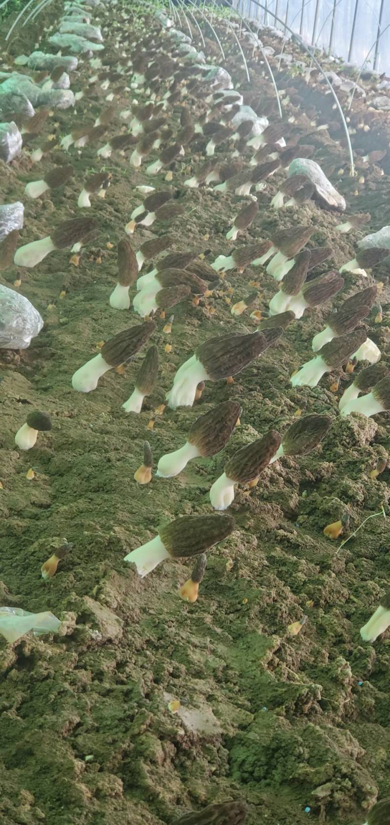 羊肚菌母种原种