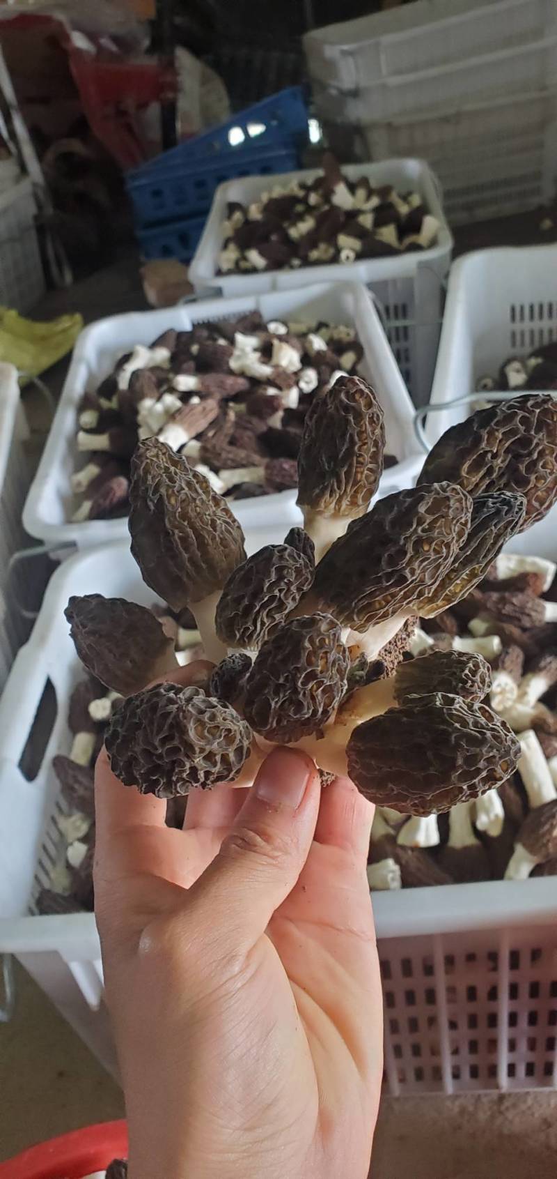 羊肚菌母种原种