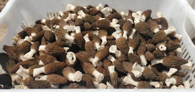 羊肚菌母种原种