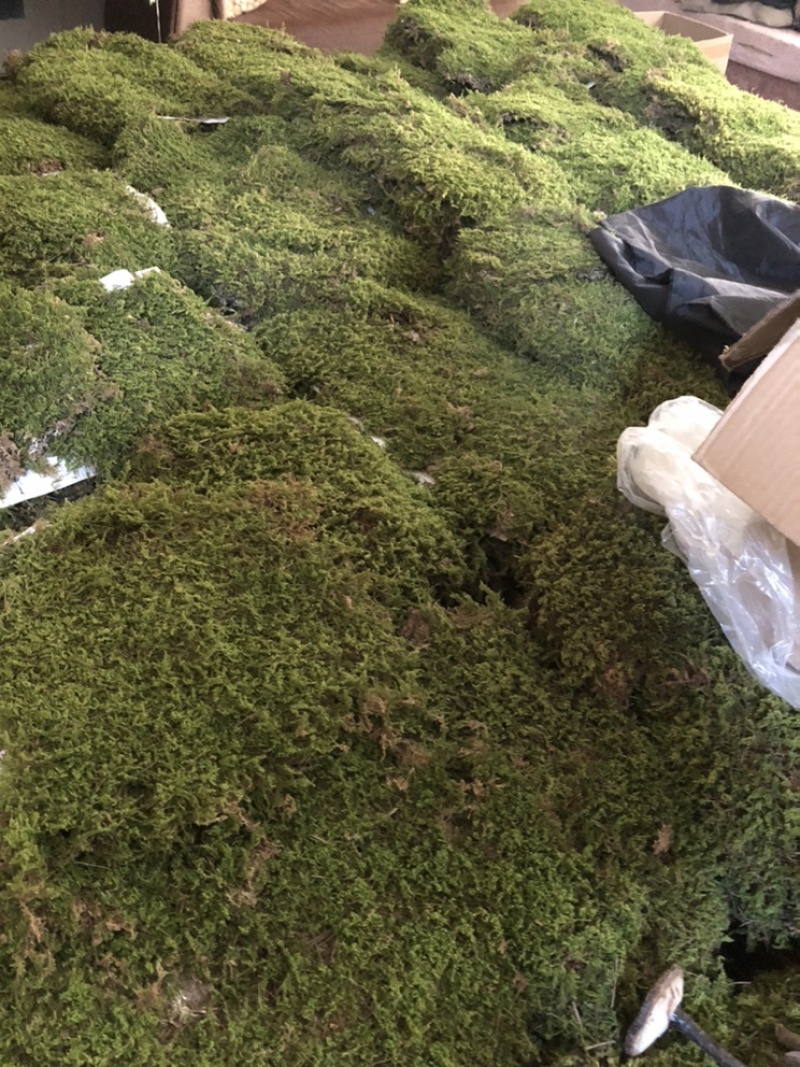 散大灰鲜活苔藓庭院苔藓工地苔藓。可长期供应