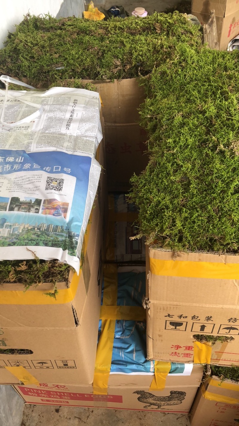 散大灰鲜活苔藓庭院苔藓工地苔藓。可长期供应