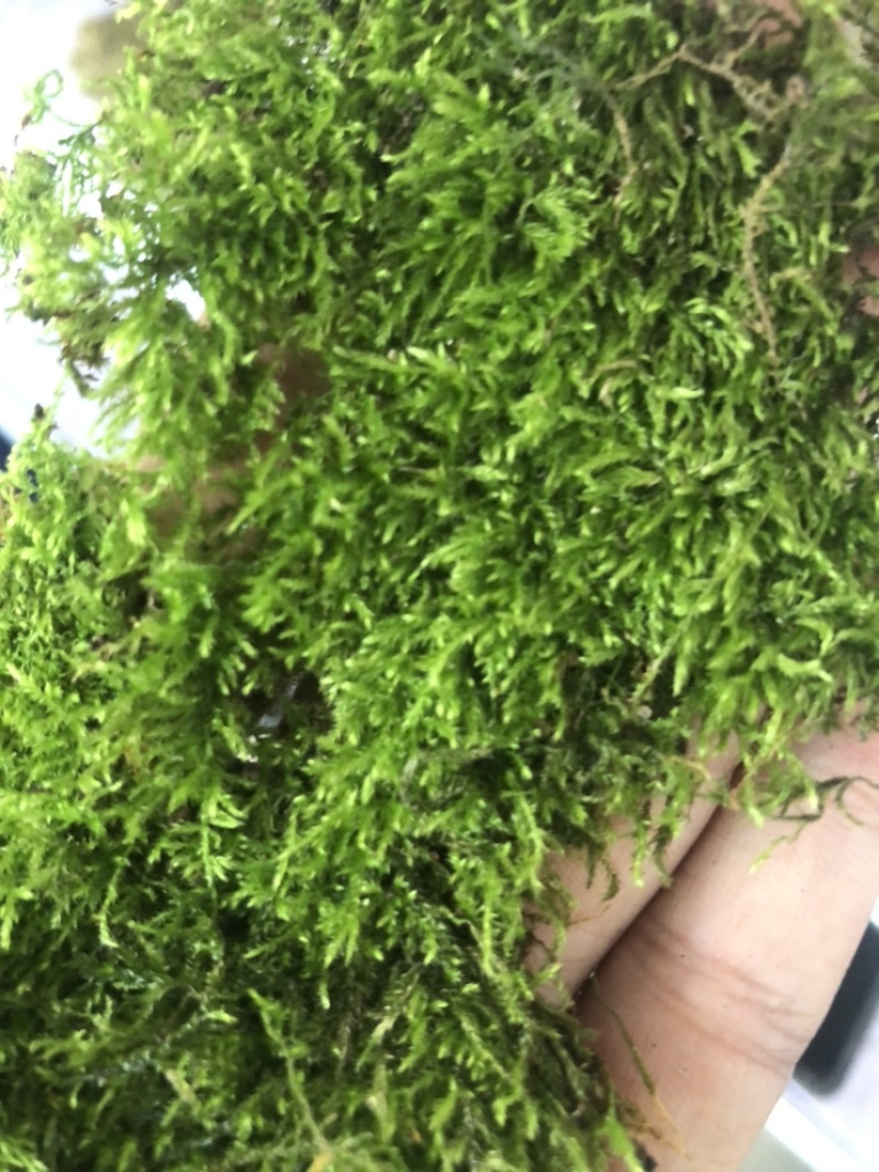 散大灰鲜活苔藓庭院苔藓工地苔藓。可长期供应