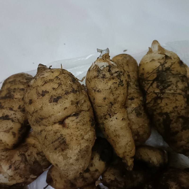 天麻，药食同源，秦岭山区，高海拔林下仿野生种植