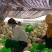大棚甜瓜玉姑大量上市皮毛亮口头甜种植面积大