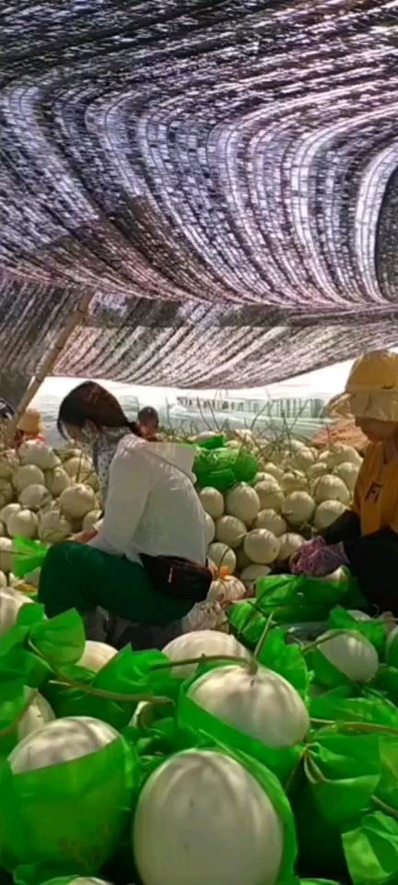 大棚甜瓜玉姑大量上市皮毛亮口头甜种植面积大