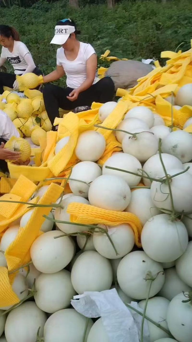大棚甜瓜玉姑大量上市皮毛亮口头甜种植面积大