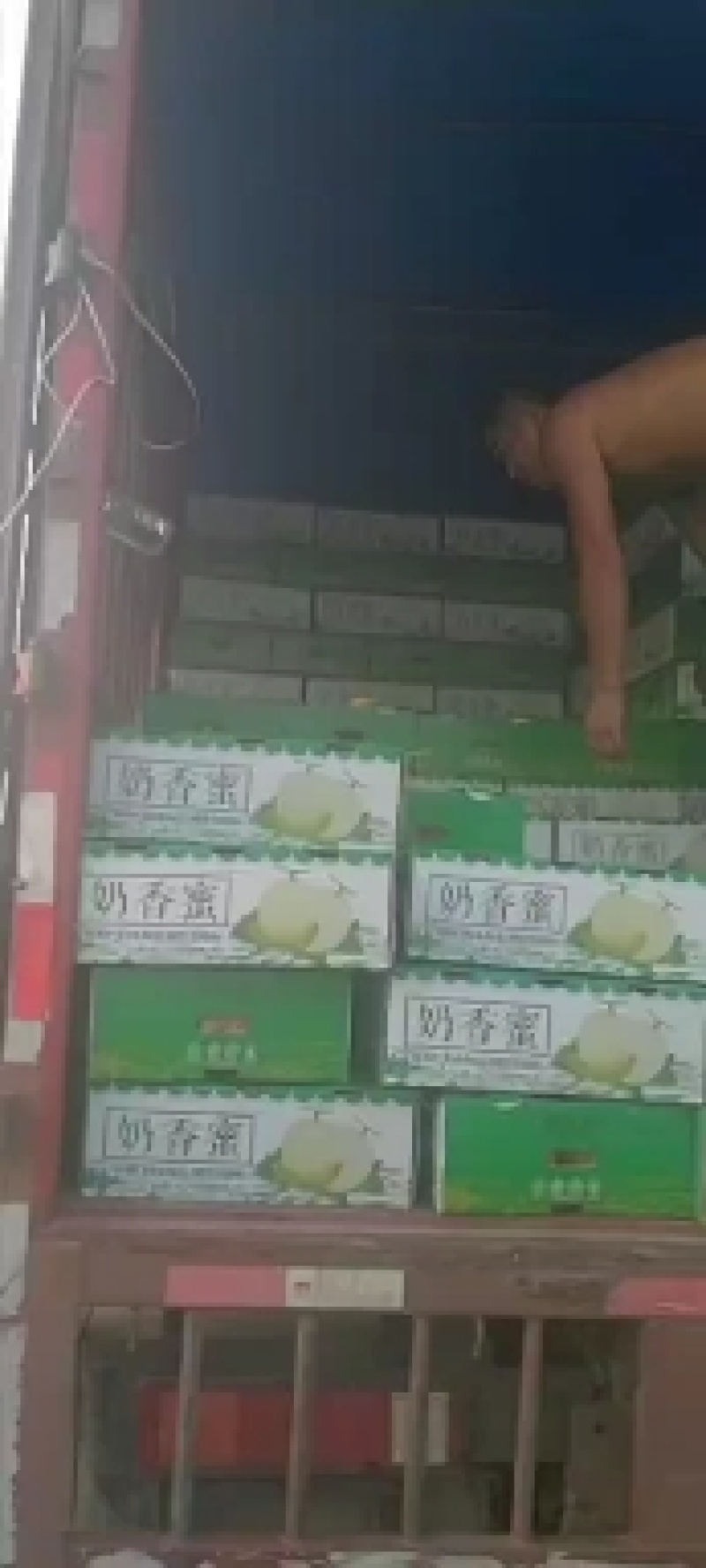 大棚甜瓜玉姑大量上市皮毛亮口头甜种植面积大