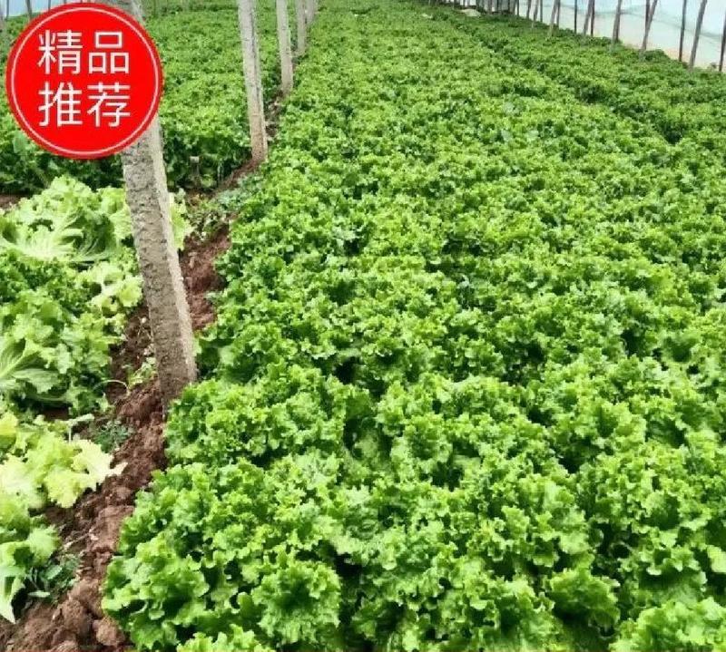 河北省邯郸市经济技术开发区散叶生菜油麦大量有货热卖中