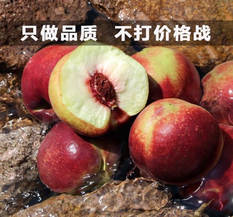 高山离核脆甜的青州蜜桃嵩山蜜桃高山种植