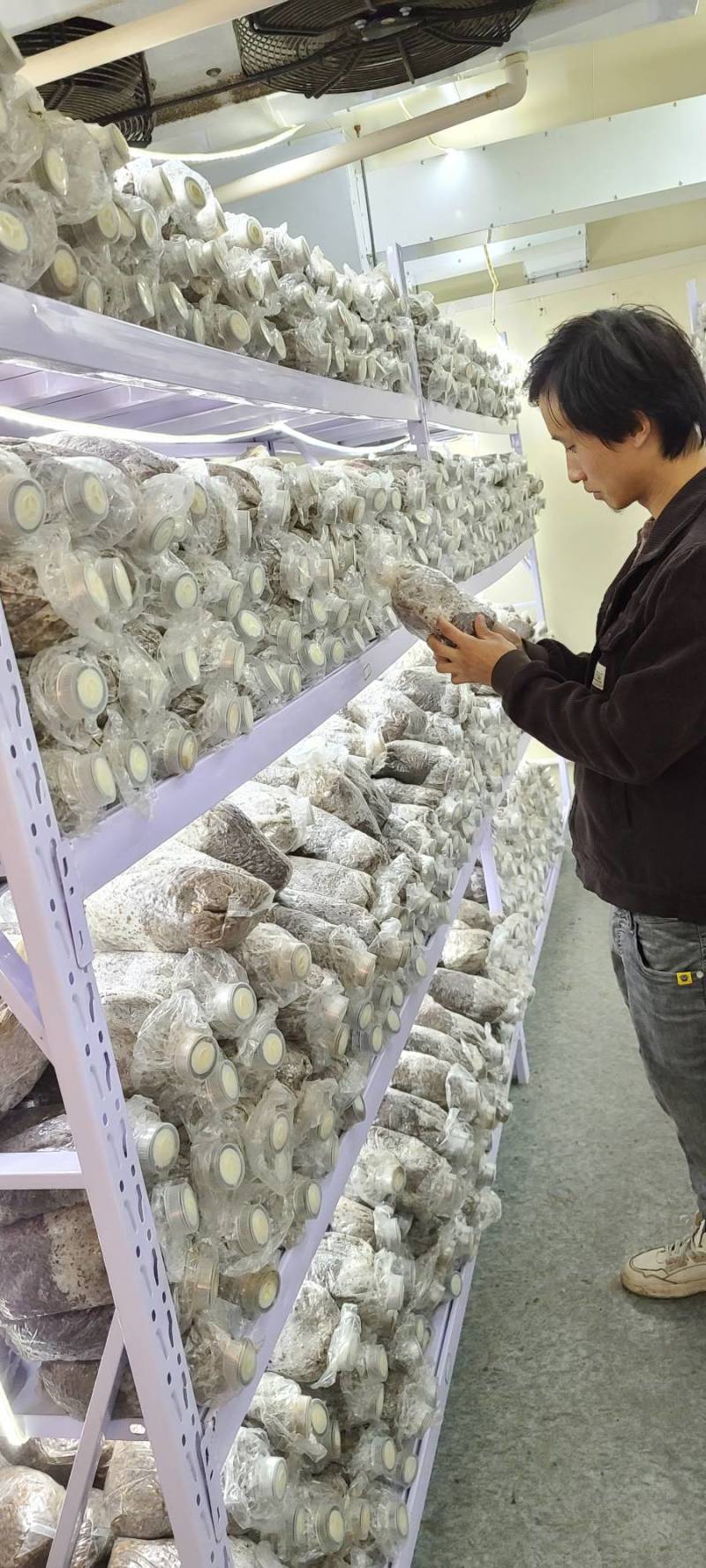 羊肚菌母种原种