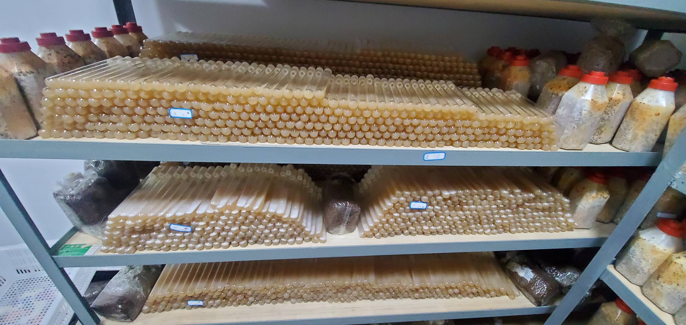 羊肚菌正确保存方式示意图