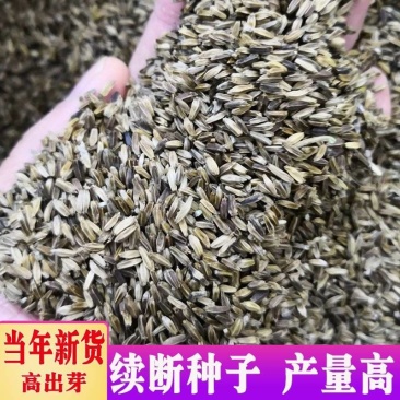 下单发货【续断种子】新种子和尚头种子川续段种苗