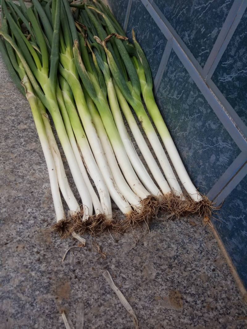 夏阳白菜，无虫眼，绿叶心无烧，个头均匀，量大优惠。