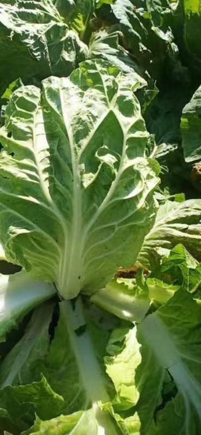 夏阳白菜，无虫眼，绿叶心无烧，个头均匀，量大优惠。