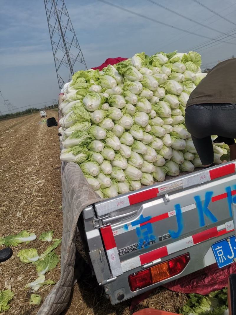 夏阳白菜，无虫眼，绿叶心无烧，个头均匀，量大优惠。