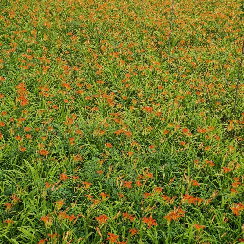 大花萱草苗绿化苗木草花基地直供来电选购视频看货实地考察均