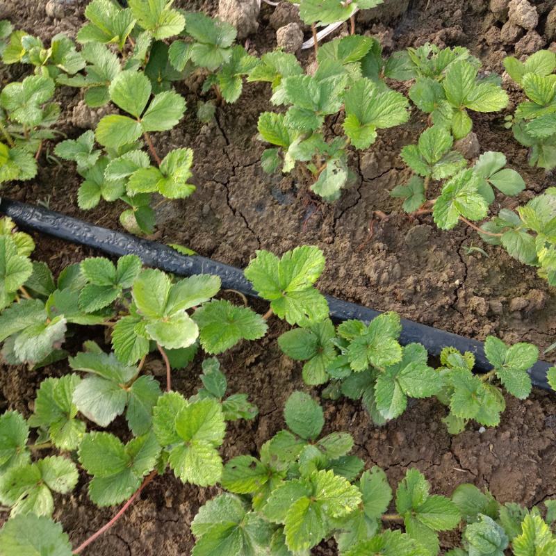 草莓假植苗(天仙醉)