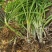 大花萱草苗绿化苗木草花基地直供来电选购视频看货实地考察均