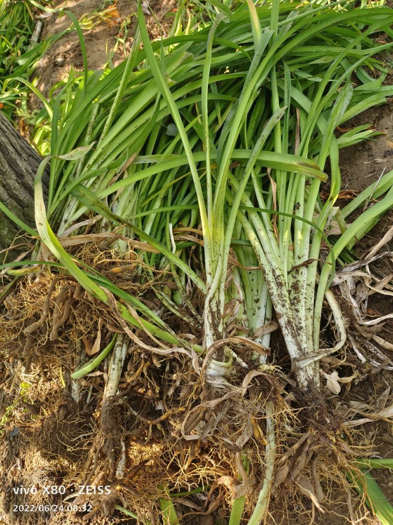 大花萱草苗绿化苗木草花基地直供来电选购视频看货实地考察均