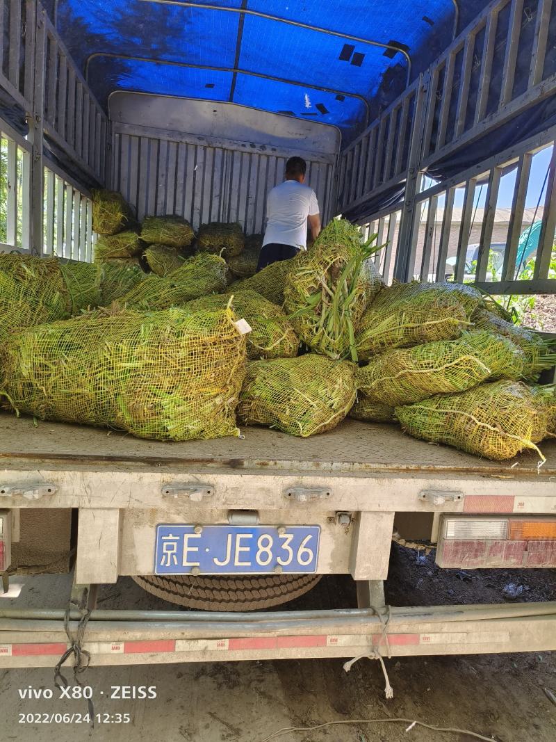 大花萱草苗绿化苗木草花基地直供来电选购视频看货实地考察均