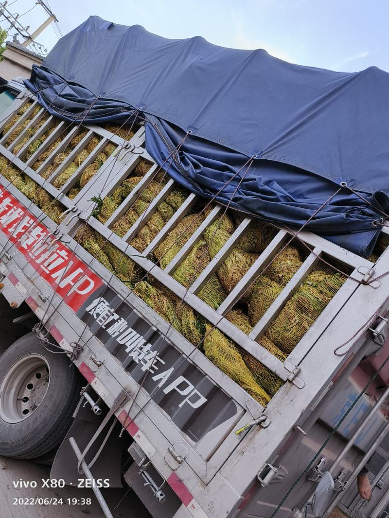大花萱草苗绿化苗木草花基地直供来电选购视频看货实地考察均
