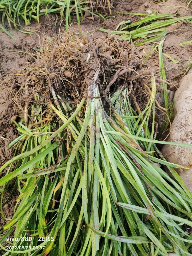 大花萱草苗绿化苗木草花基地直供来电选购视频看货实地考察均