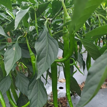 云南8号线椒上市希要的老板联系我