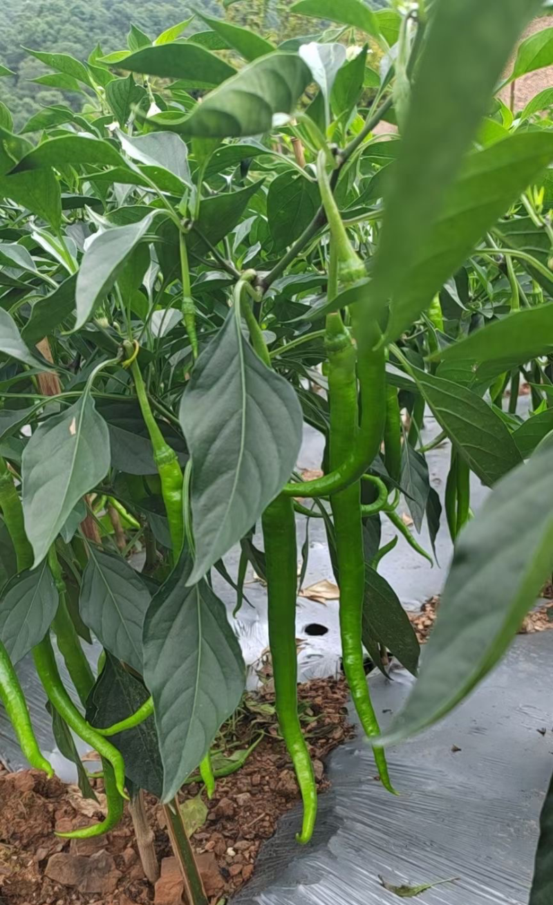 云南8号线椒上市希要的老板联系我