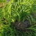 大花萱草苗绿化苗木草花基地直供来电选购视频看货实地考察均