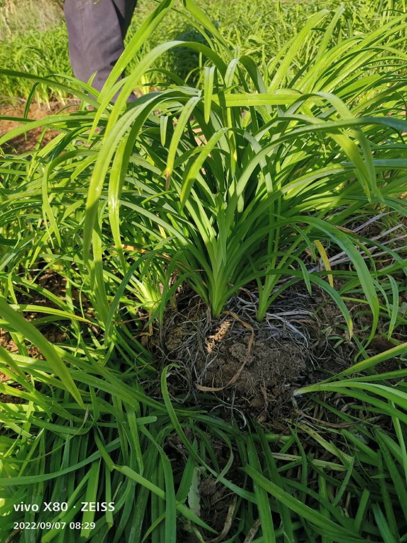 大花萱草苗绿化苗木草花基地直供来电选购视频看货实地考察均