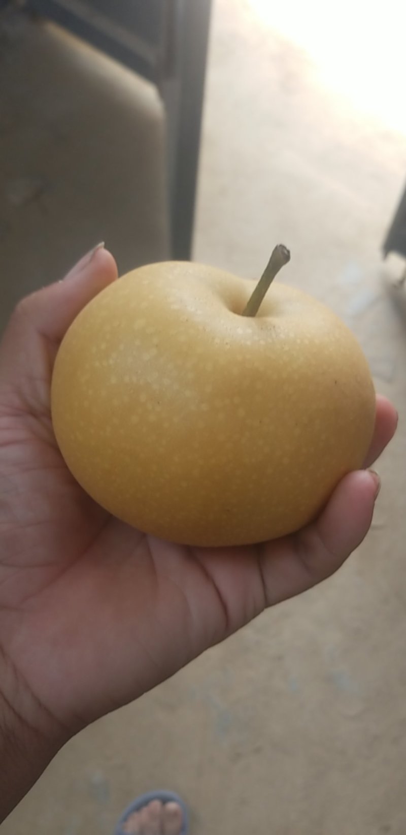 秋月梨
