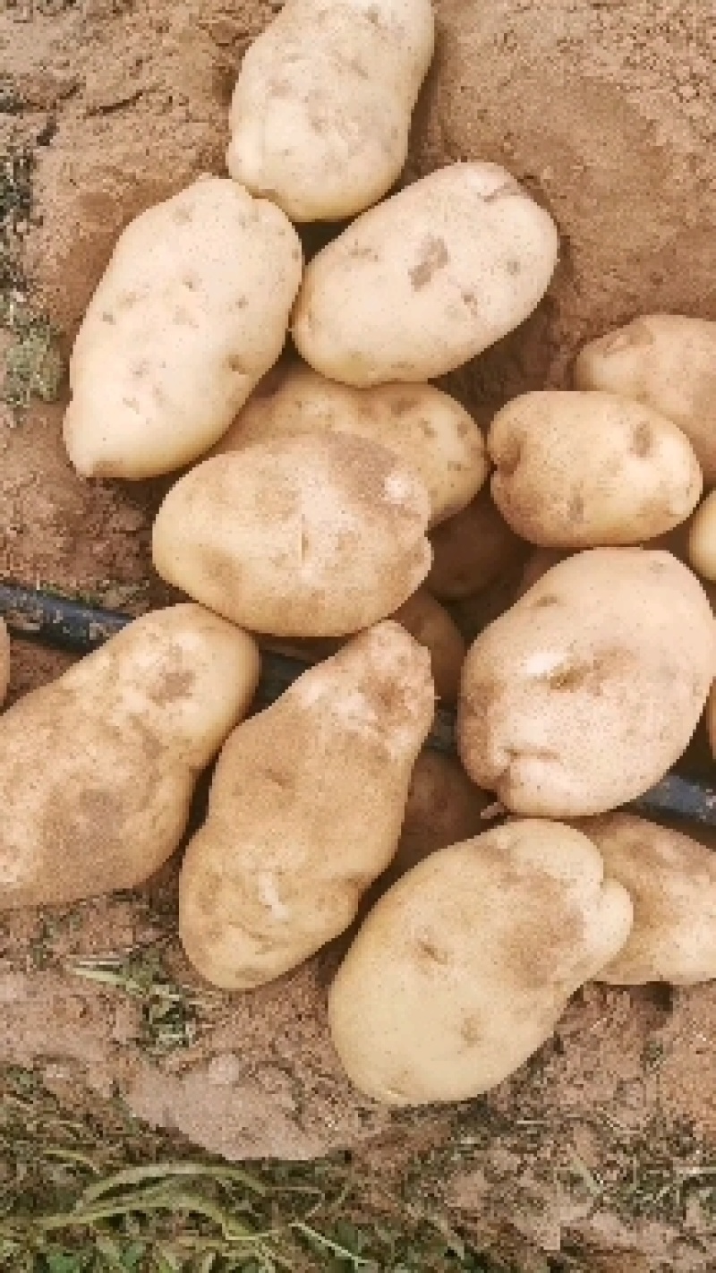 陕北沙漠土豆226，大量上市，欢迎来选购