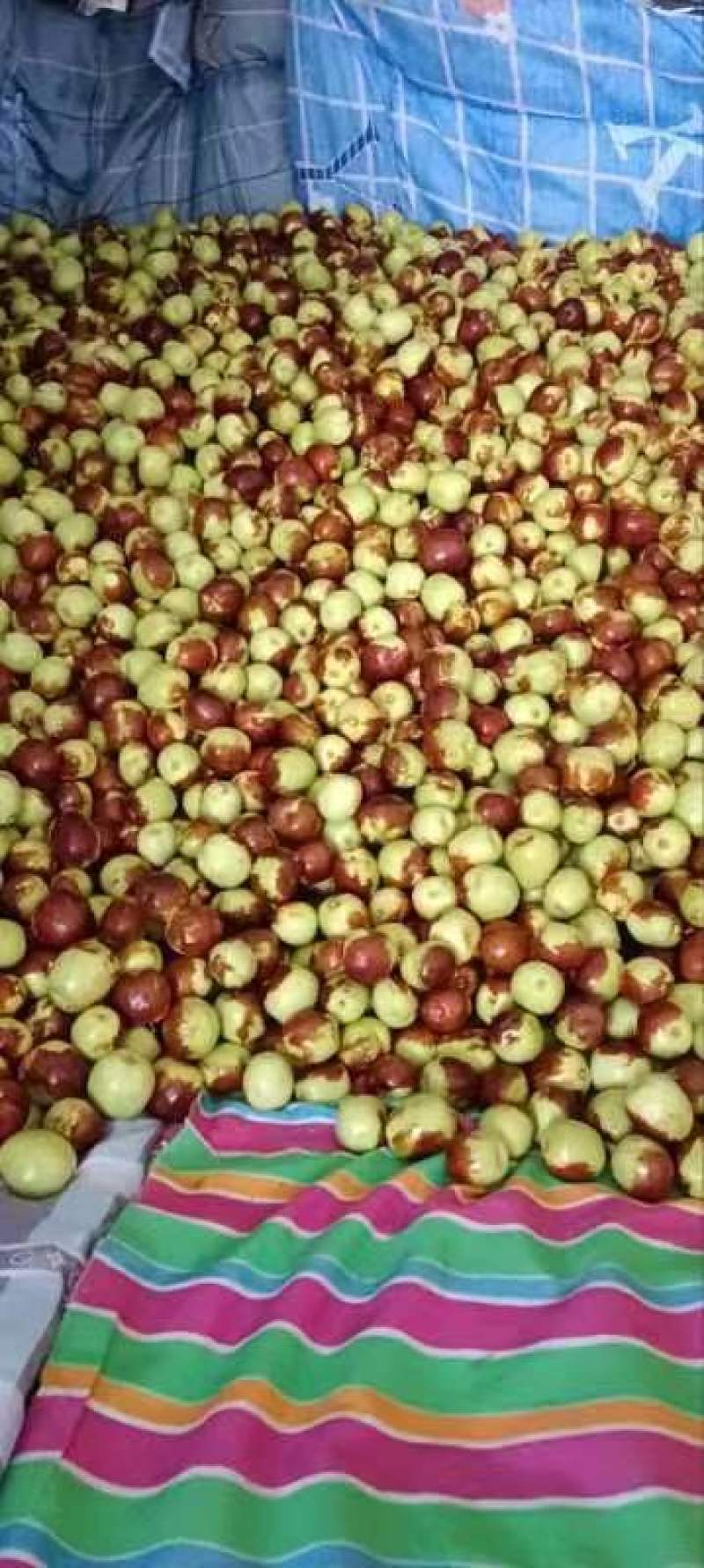 鲜枣，花麻枣