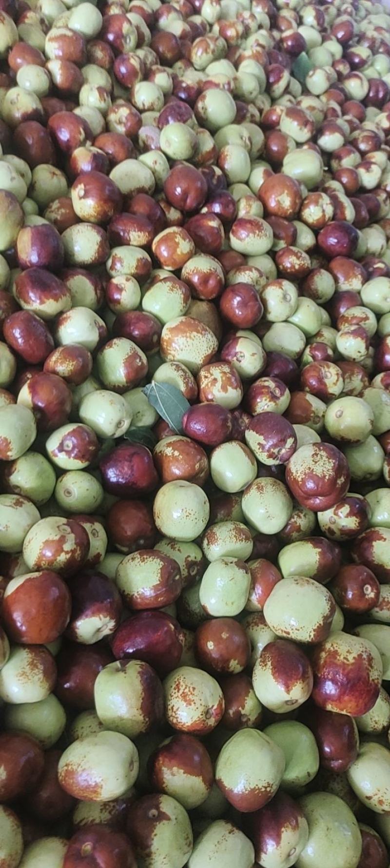 鲜枣，花麻枣
