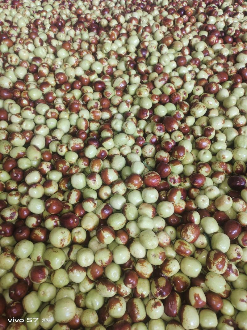 鲜枣，花麻枣